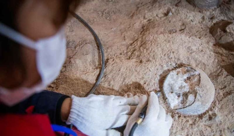 En China se hallaron de 3 huevos de dinosaurio cristalizados. Foto: X