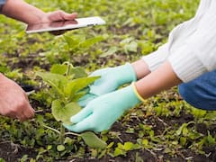 Enterró dos calzoncillos idénticos y el suelo se comió uno: el experimento que dejó sin palabras a un agricultor