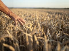 Soufflet anuncia proyecto de planta de cebada