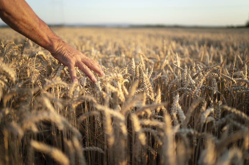 Enterró dos calzoncillos idénticos y el suelo se comió uno: el experimento que dejó sin palabras a un agricultor. Fuente: Freepik