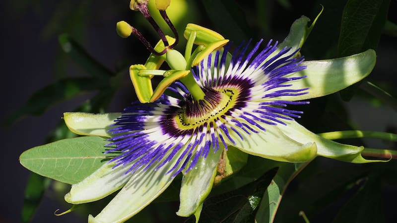 Consumir pasiflora de manera constante puede ser una estrategia efectiva para mejorar la calidad del sueño y promover una sensación general de bienestar.