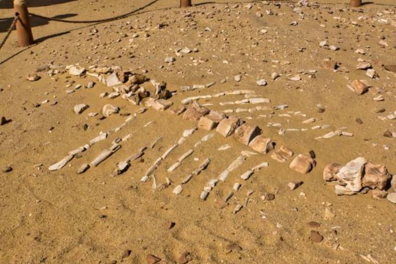 Fósiles de Basilosaurus encontrados en Alabama. (Foto: Getty Images)