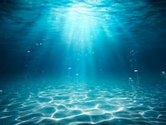 Descubren fósiles de un anfibio marino que vivió hace 237 millones de años: tenía una armadura ósea que le permitía tolerar la sal