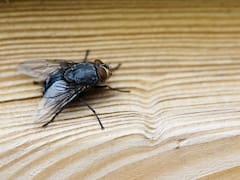 Investigadores reproducen el cerebro de una mosca y ahora habita en una computadora: “La mente del animal está viviendo en una simulación”