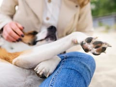 La Justicia pone un límite a las empresas: despedir por cuidar de tu mascota en sus últimos momentos de agonía es “inmoral”