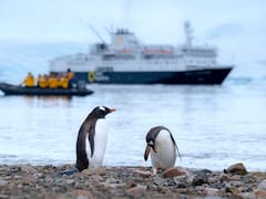 Científicos descubren una nueva especie de pingüino por primera vez en más de 100 años: vive en las islas Kerguelen