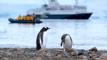 Científicos descubren una nueva especie de pingüino por primera vez en más de 100 años: vive en las islas Kerguelen