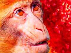 Alerta por viruela del mono: los 9 síntomas que pueden aparecer si estuviste cerca de estas personas