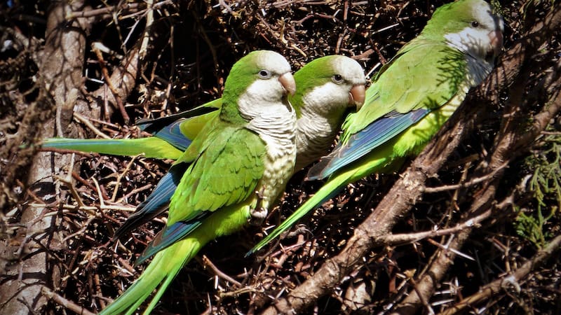 Las cotorras argentinas representan una amenaza para las aves autóctonas y la biodiversidad urbana.(Foto: Wikimedia Commons - Enrique González)