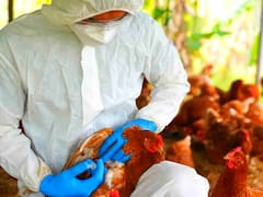 Gobierno restringe importaciones de aves de Argentina tras nuevos focos de gripe aviar