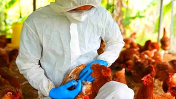 Gobierno restringe importaciones de aves de Argentina tras nuevos focos de gripe aviar