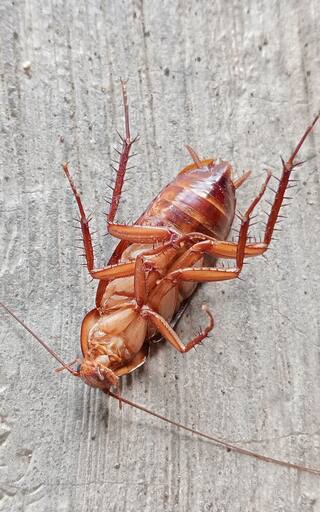Llegó el fin de las cucarachas en el hogar: la clave natural y casera para exterminar hasta los nidos para siempre