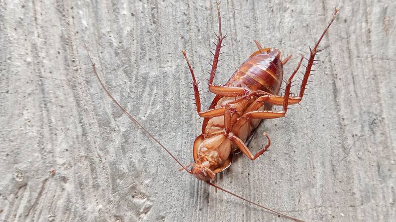 El método apunta no solo a eliminar las cucarachas visibles, sino también a atacar los nidos ocultos donde se reproducen (Fuente: archivo).