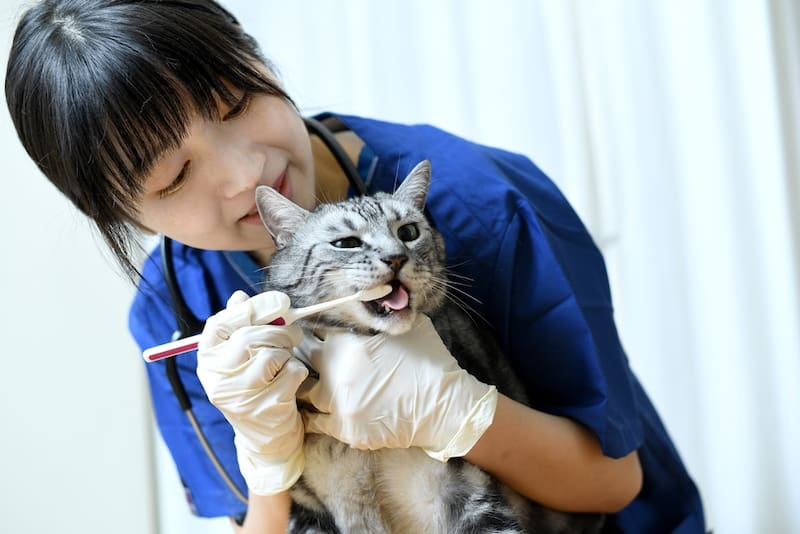 La asociación Vallen Cats mantiene una convocatoria abierta para encontrar familias que puedan hacerse cargo de los animales. Imagen ilustrativa.