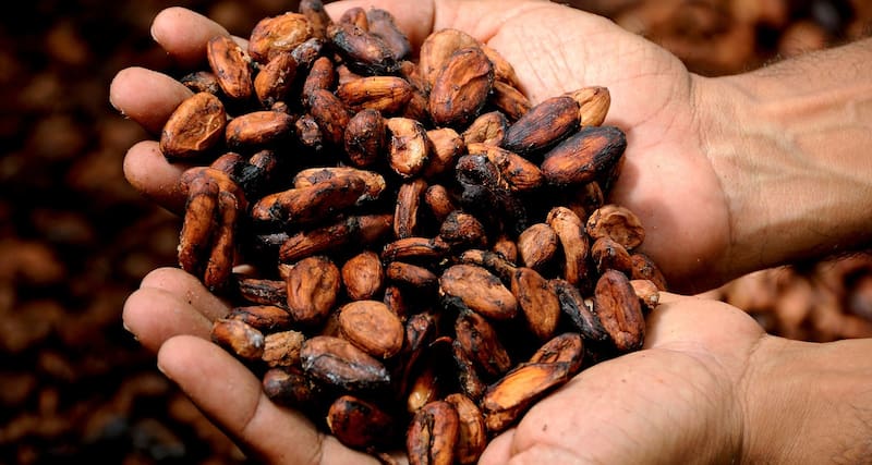 La clave está en usar cacao amargo puro sin azúcar ni mezclas procesadas. Fuente: Shutterstock.