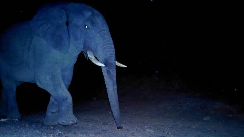 Filmaciones de la aparición del elefante del bosque africano (Fuente: Organización Panthera).