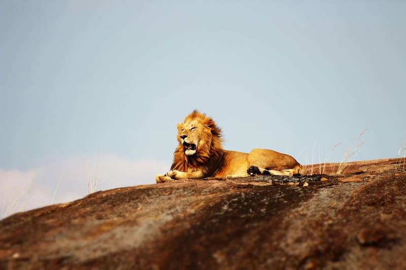 Un descubrimiento cambia la historia de los leones: científicos descubren que el de las cavernas era una especie distinta mucho antes de lo pensado (Fuente: shutterstock)