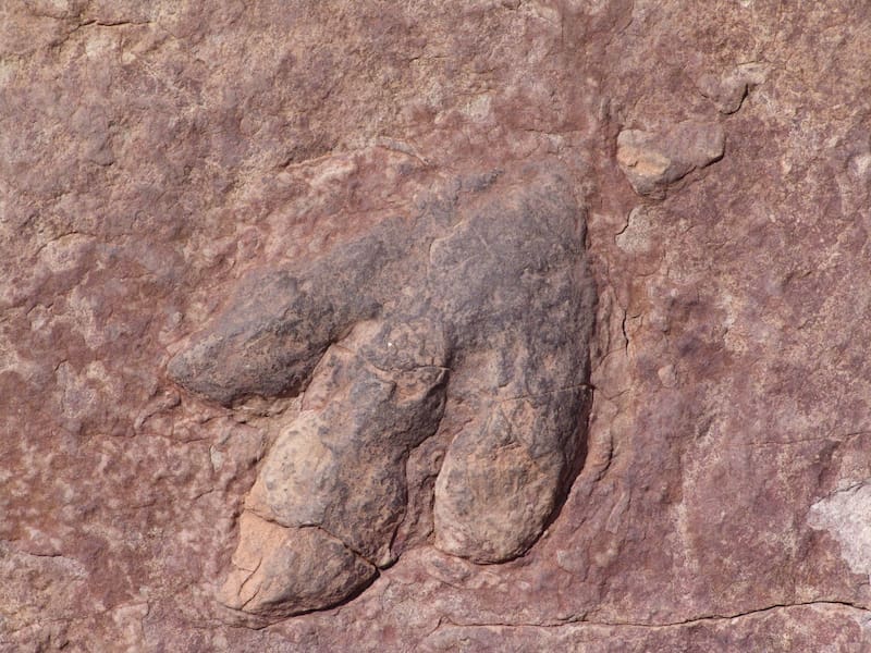 Descubren que los dinosaurios fueron clave en la formación de los paisajes naturales actuales. (Fuente: archivo).
