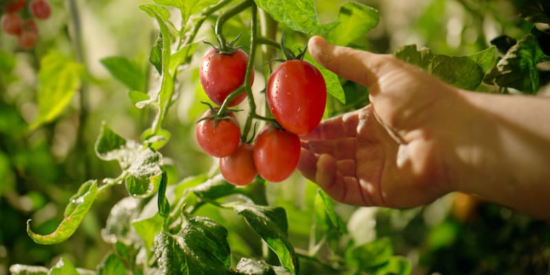 Entre las opciones recomendadas aparecen el tomate en rama, raf, corazón de buey, pera y cherry. Fuente: Shutterstock.