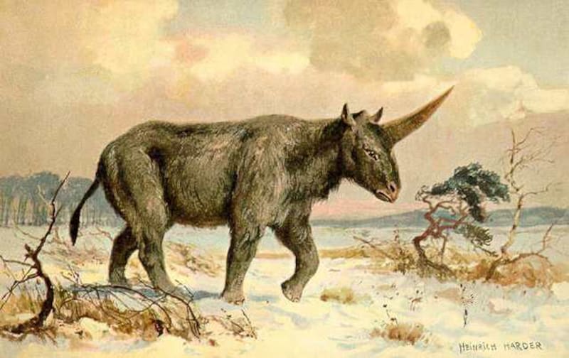 Hallazgo paleontológico extraordinario | Encuentran en Kazajistán el fósil de un unicornio.