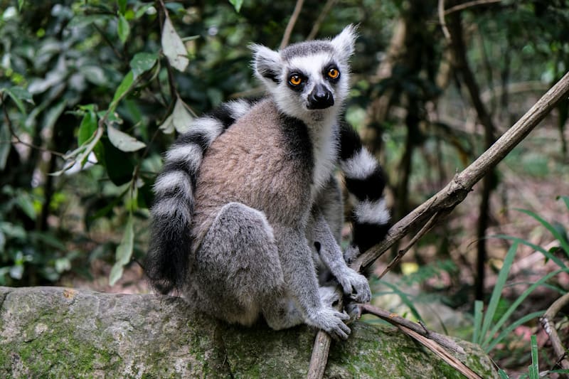 Así es el lémur, el animal que solo se puede encontrar en Madagascar.