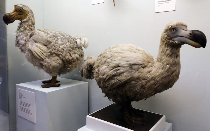 Ejemplares del dodo en los museos representan su trágica historia de extinción.