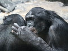 Nuevo hallazgo que cambia todo acerca de la evolución de las especies: los simios son más parecidos a los humanos de lo que se pensaba hasta ahora