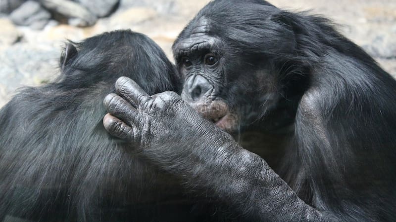 Los besos boca a boca en los humanos derivaron de las conductas de acicalamiento en los grandes simios (Pixabay)