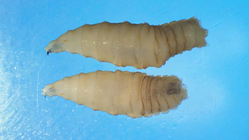 El gusano barrenador es la larva de la mosca Cochliomyia hominivorax, la cual coloca sus huevos en heridas o mucosas abiertas de animales de sangre caliente, incluyendo a los seres humanos. Foto: cdc.gov