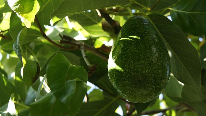 El árbol de palta necesita una maceta profunda y un clima cálido para desarrollarse bien. (Foto: archivo)