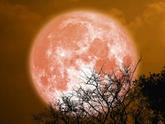 Llegó la luna llena más importante del año: el cielo se iluminará de rosa y sólo se podrá ver en estas zona del país