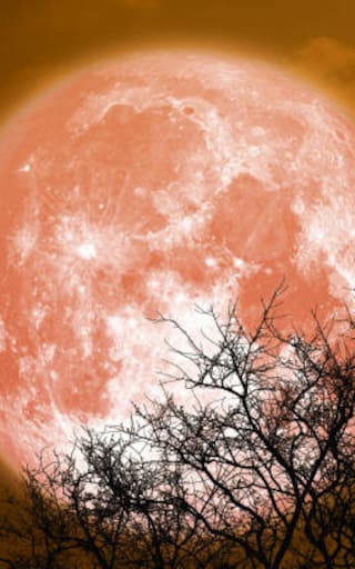 Llegó la luna llena más importante del año: el cielo se iluminará de rosa y sólo se podrá ver en estas zona del país