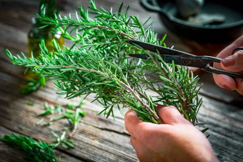 El romero (Rosmarinus officinalis) es una planta aromática conocida por sus múltiples beneficios para la salud. (Imagen: archivo)