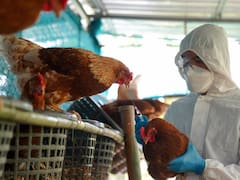 Confirman la endemia de gripe aviar: revelan los peligros por consumir pollo y advierten subas de precios para el sector