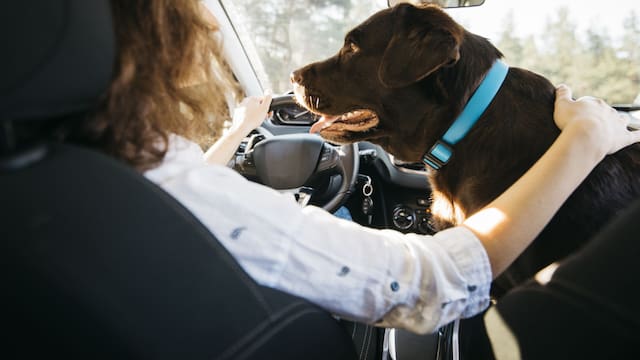 Alerta conductores | El Gobierno multará a todos los que lleven su mascota en el auto: esta es la única manera de evitarlo