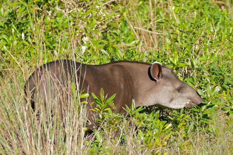 Un tapir hembra y su cría fueron captados por cámaras en el Parque Estatal Cunhambebe, en Río de Janeiro.(Foto: Wikimedia)
