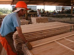 Empresa invertirá US$250 millones en una planta de procesamiento de pino en Rivera