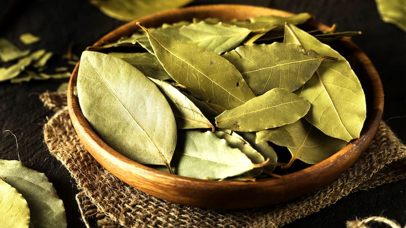 Holas de Laurel. Fuente: Archivo.