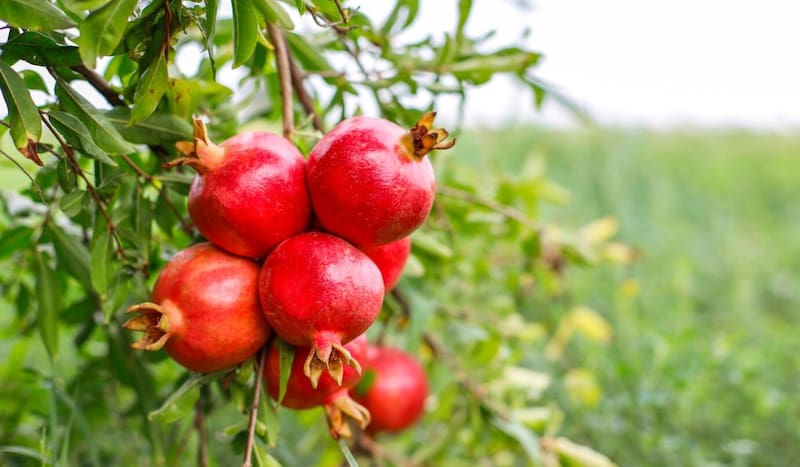 El granado es un árbol fácil de mantener y resistente a distintos climas. (Foto: Freepik.es)