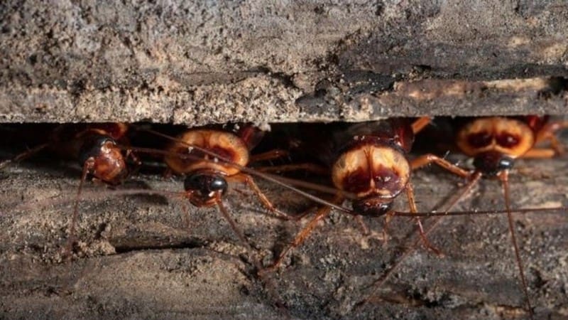Ya sea desde un punto de vista científico o espiritual, la presencia de cucarachas en el hogar no debe ignorarse (Fuente: archivo).