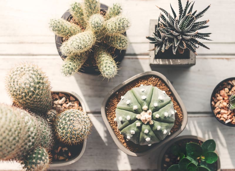 Cuando hay un cactus en este ambiente, se cree que puede potenciar el estrés, favorecer discusiones o generar una sensación de incomodidad. (Foto: FreePik.es)