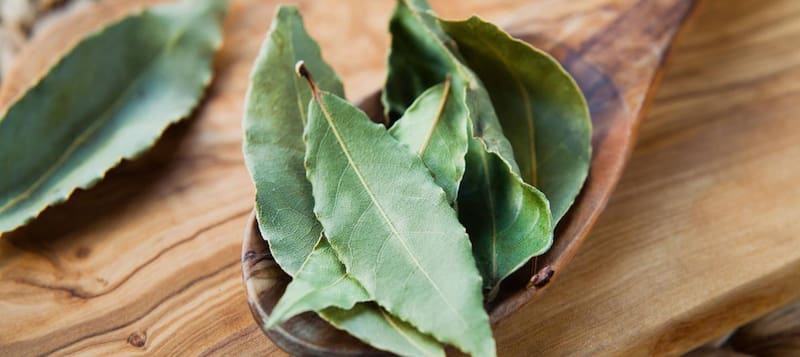 Poner hojas de laurel en los rincones de la casa funciona como un ritual de protección y purificación del hogar. Foto (Archivo)