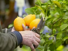 Cómo prevenir las hojas arrugadas y amarillas del limonero