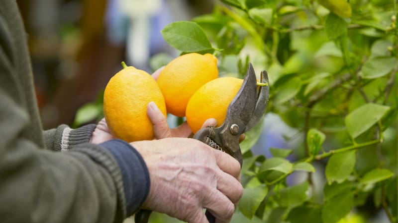 Qué recomendaciones tener en cuenta para mantener la planta sana.