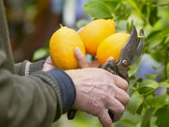 Ni todos los días ni una vez por semana: cada cuánto hay que regar el limonero para tener limones grandes en primavera