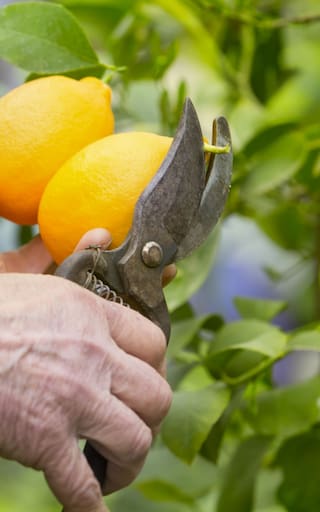 Ni todos los días ni una vez por semana: cada cuánto hay que regar el limonero para tener limones grandes en primavera