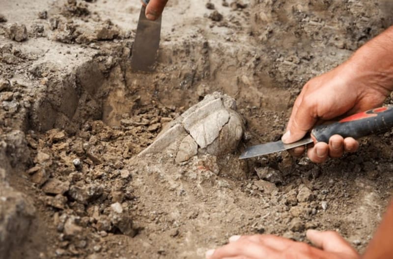 Los investigadores usaron técnicas tafonómicas para analizar más de 450 restos de aves. (Foto: archivo)