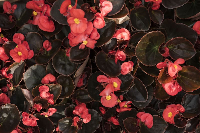 Las begonias llenan de color los jardines madrileños con sus flores vibrantes y hojas decorativas. (Foto: Freepik)