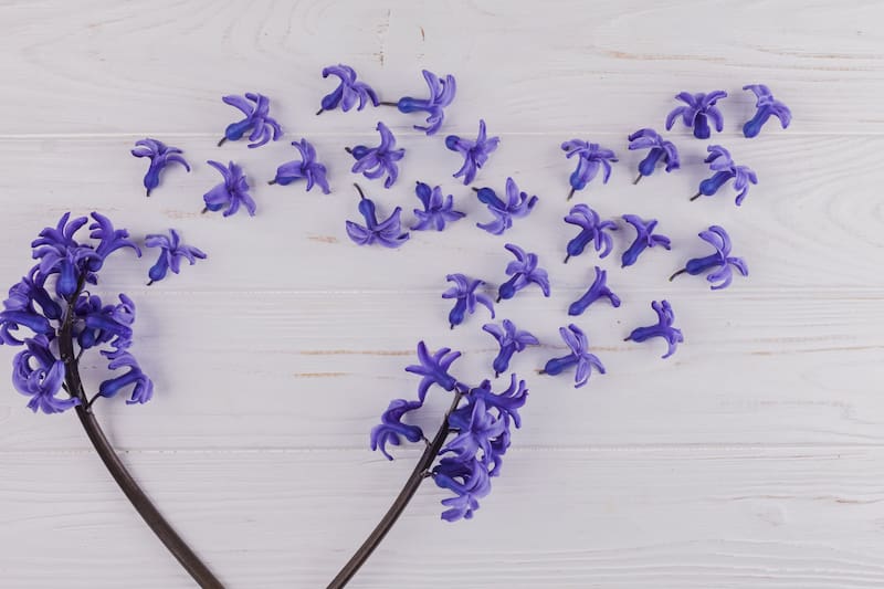 La lavanda, con su aroma relajante, atrae abejas y mariposas, convirtiéndola en un imprescindible de los jardines de Madrid. (Foto: Freepik)