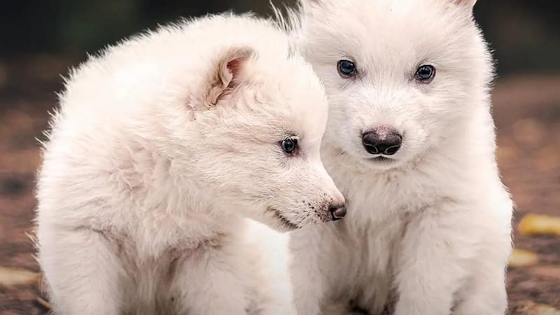 Científicos reviven especie de lobo extinta hace 10 mil más. Fuente: Colossal Biosciences